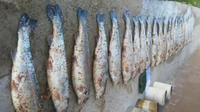 Atrapados con dos ciervos despostados y 70 truchas