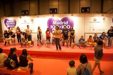 PASARELA MADRID 100x100 ADOPTA RESPONSABLEMENTE PASARELA MADRID 100x100 ADOPTA RESPONSABLEMENTE