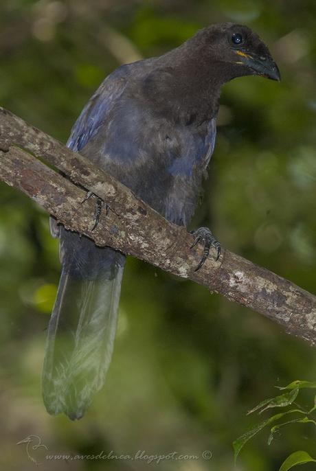 Urraca morada (Purplish jay) Cyanocorax cyanomelas