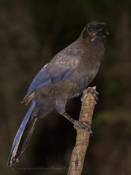 Urraca morada (Purplish jay) Cyanocorax cyanomelas