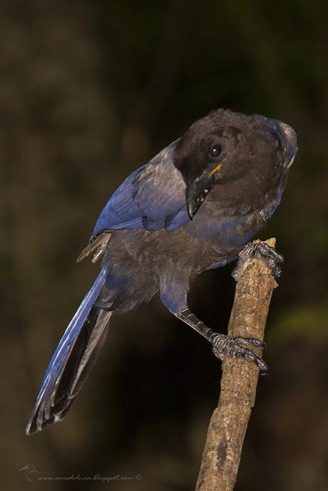 Urraca morada (Purplish jay) Cyanocorax cyanomelas