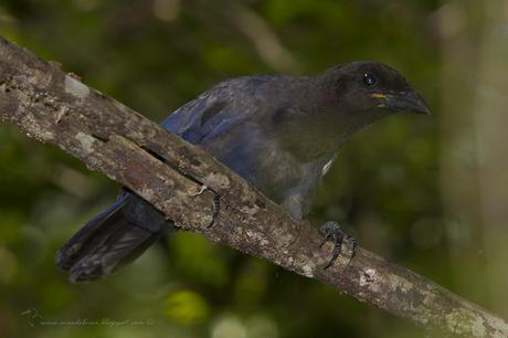Urraca morada (Purplish jay) Cyanocorax cyanomelas