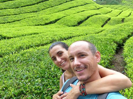 Cameron Highlands, verde que te quiero verde