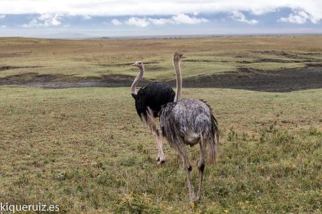 Avestruz