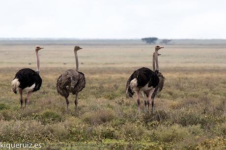 Avestruz