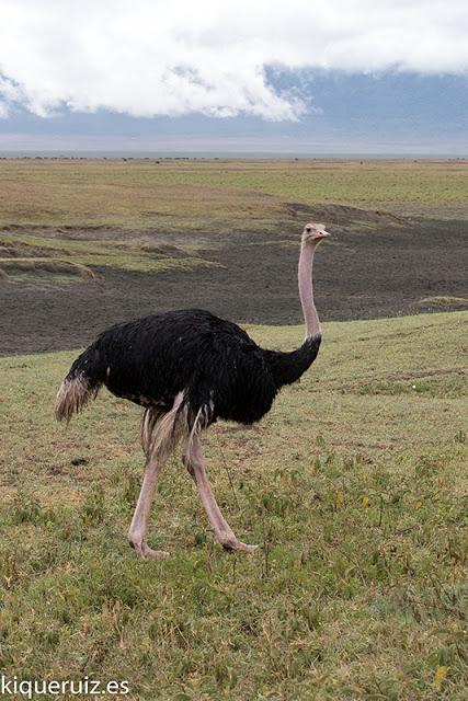 Avestruz