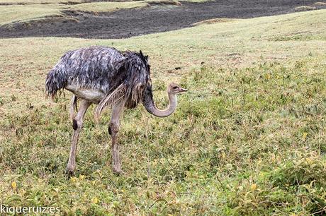 Avestruz