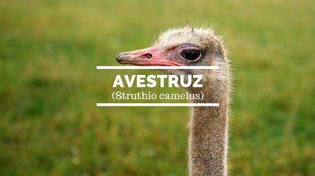 Avestruz