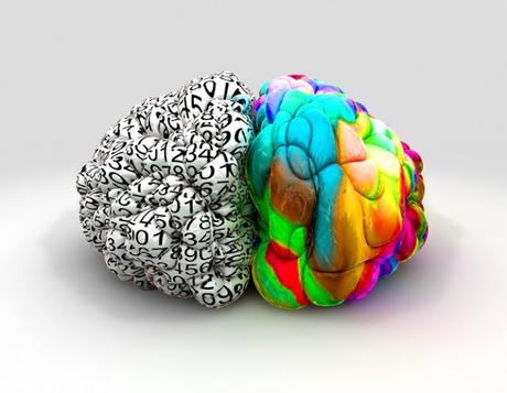 Porqué el cerebro esta dividido