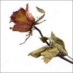 NOTICIA FALSA: “El formato MP3 está muerto”