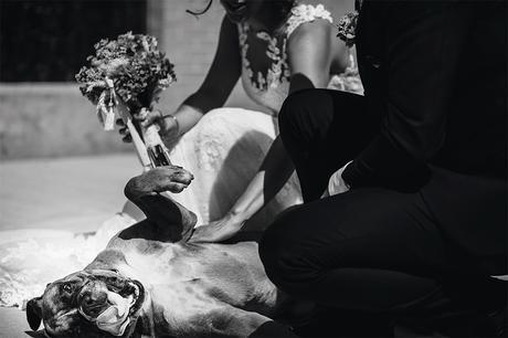 perro-novios-fotografia-boda-soria