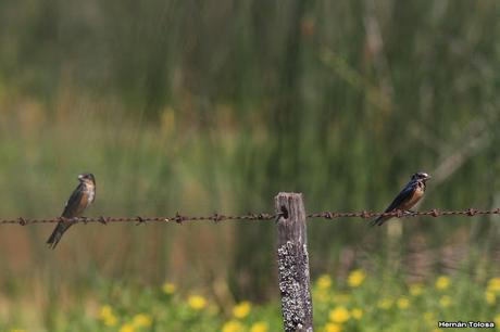 Juveniles de tijerita