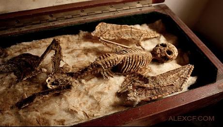 Descubrimiento «sin precedentes»: Hallan 17 momias en el centro de Egipto