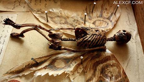 Descubrimiento «sin precedentes»: Hallan 17 momias en el centro de Egipto