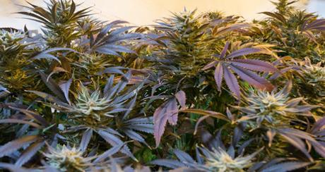 El cannabis rejuvenece el cerebro de los (ratones) mayores