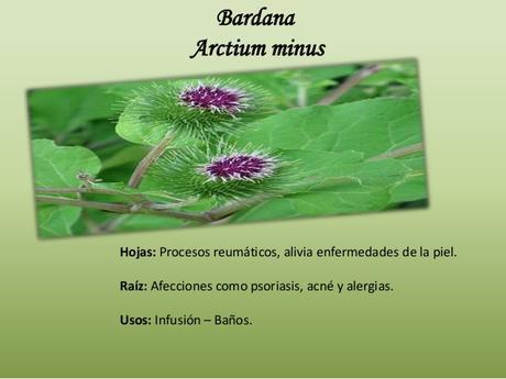 Bardana , una planta depurativa que cuida tu piel