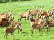 Descubriendo carne ciervo criadero posibilidades culinarias