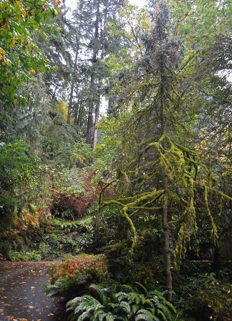 Seattle: la ciudad rodeada de bosque