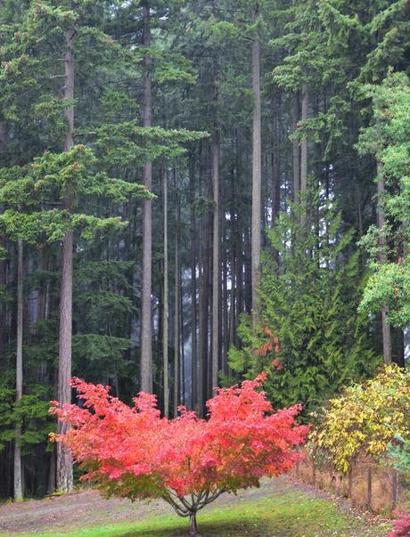 Seattle: la ciudad rodeada de bosque