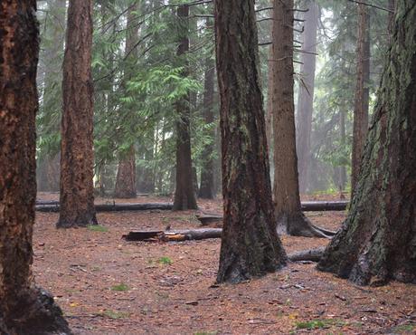 Seattle: la ciudad rodeada de bosque