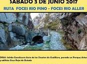 Foces pino foces aller