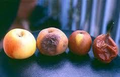 ¿Qué significa soñar con la putrefacción?