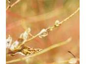 usos puedes aceite oliva