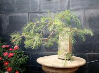 Bonsais de hoja perenne : el alambrado