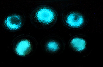 Bacteria fluorescente detecta minas antipersona.