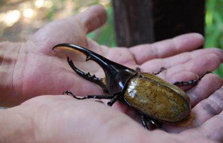 Nadie había documentado la vida de este escarabajo antes