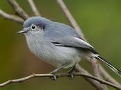 Tacuarita Azul (Masked Gnatcatcher) Polioptila dumicola