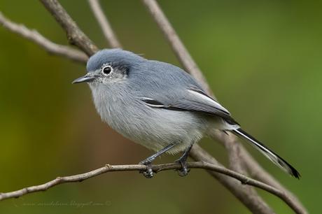 Tacuarita Azul (Masked Gnatcatcher) Polioptila dumicola