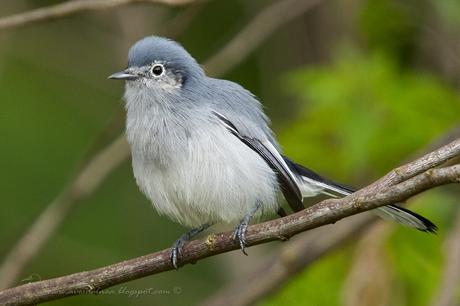Tacuarita Azul (Masked Gnatcatcher) Polioptila dumicola