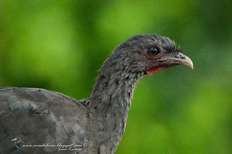 Charata (Chaco Chachalaca) Ortalis canicollis