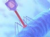 Fagos, virus salvará vida ante ocaso antibióticos