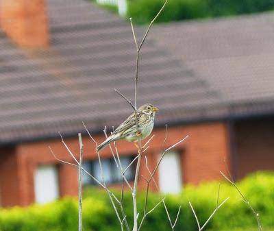Observando trigueros