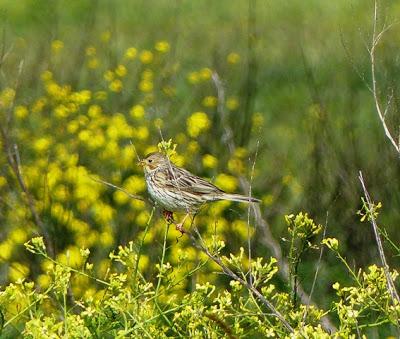 Observando trigueros