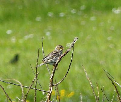 Observando trigueros