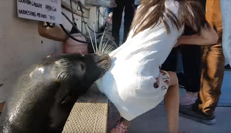 Video: León marino sumerge a niña en Canadá