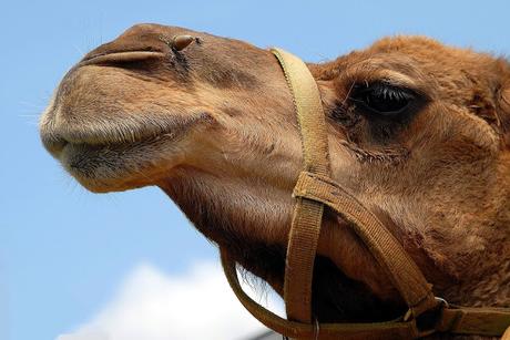 El excremento de camello que curaba la disentería