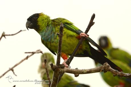 Ñanday (Nanday Parakeet) Aratinga nenday