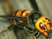 Unió Pagesos exige Generalitat implique urgencia control expansión avispa velutina.