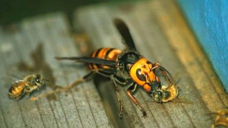 avispa velutina.