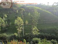 Plantaciones de té de Ceylon en Sri Lanka