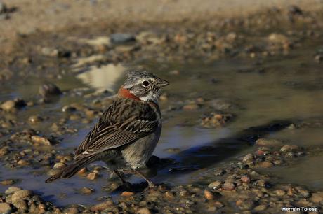 Punta Tombo (noviembre 2016)