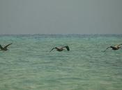 Pelícano pardo (Brown Pelican) Pelecanus occidentalis