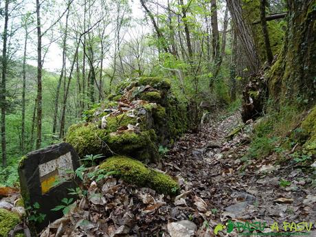 Ruta de los Castros. Zona boscosa entre los Mazos y las Viñas