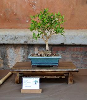 Exposicion en las fiestas del barri de Sant Pere 2017