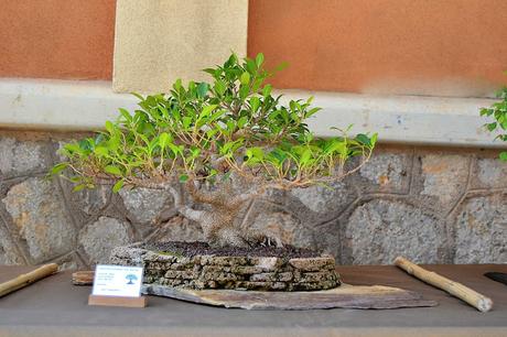 Exposicion en las fiestas del barri de Sant Pere 2017
