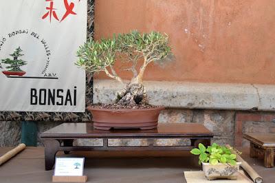 Exposicion en las fiestas del barri de Sant Pere 2017